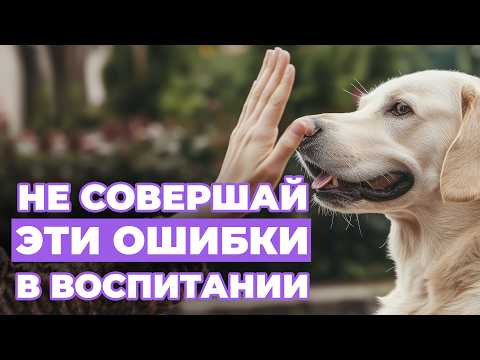 Видео: НЕ НАДО ТАК ВОСПИТЫВАТЬ СОБАКУ! 9 человеческих ошибок, которые сбивают с толку вашего питомца