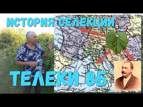 Видео: Подвой для винограда(Berlandieri × Riparia) Телеки 8Б.