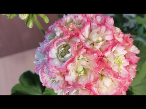 Видео: Укоренение пеларгонии