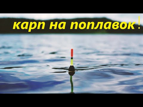 Видео: Карп на поплавок!