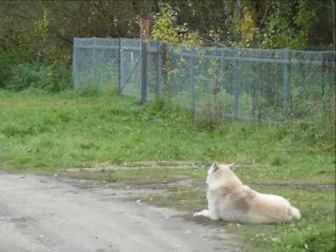 Видео: Поречье Бежецкого края  Октябрь 2016  Для Ютуба