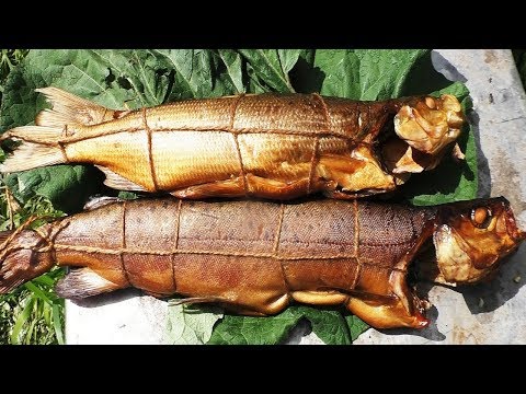 Видео: РЫБА ГОРЯЧЕГО КОПЧЕНИЯ, в коптильне Браво, на костре, СИГ,  ЛЕНОК,