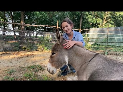 Видео: Содержание лошади в частном хозяйстве