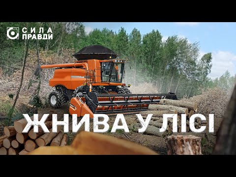 Видео: Жнива у лісі. Хто і чому вирубує десятки гектарів лісу неподалік Луцька