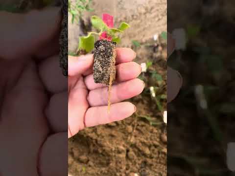 Видео: Итог черенкования клематисов в преформы