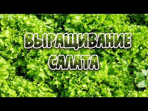 Видео: Выращивание салата. Как на этом заработать!?