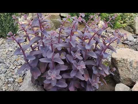 Видео: 🌞 Очитки и седумы, которые обожают солнце | Обзор сортов для вашего сада🤗