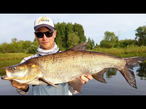 Видео: ТОП-5 ПРИМАНОК! ДЛЯ ПРИПЯТИ! ЛУЧШИЕ ПРИМАНКИ ДЛЯ СПИННИНГА! РЫБАЛКА В БЕЛАРУСИ