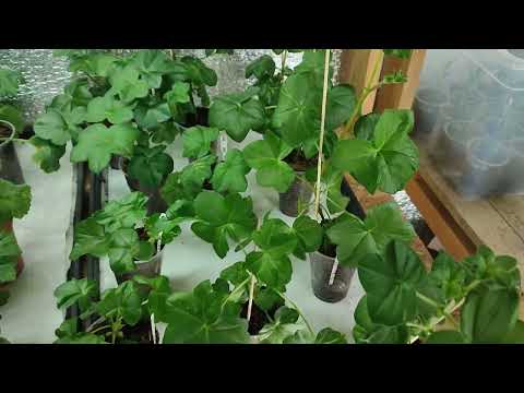 Видео: Черенки пеларгоний для продажи.