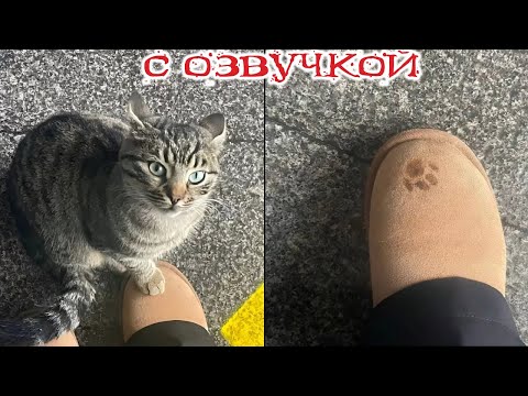 Видео: Приколы с котами! - С ОЗВУЧКОЙ! Смешные коты и собаки! Самые смешные животные! УГАР!