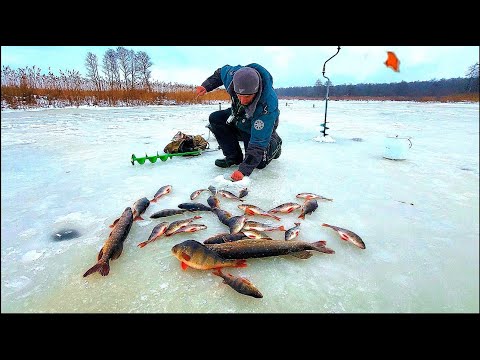 Видео: С ТАКИМ КЛЕВОМ Окуня ЖЕРЛИЦЫ и Щуки  НЕ НУЖНЫ!!!