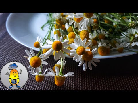 Видео: Заготовка РОМАШКИ ЛЕКАРСТВЕННОЙ - когда и как собирать, сушить, хранить. Сушка В КРОНЕ ДЕРЕВА!