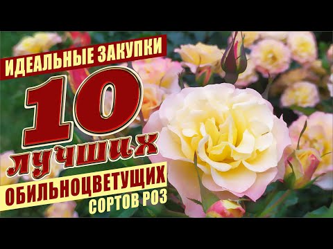 Видео: 10 ЛУЧШИХ ОБИЛЬНОЦВЕТУЩИХ СОРТОВ РОЗ. РОЗЫ В САДУ. СЧАСТЛИВЫЙ САДОВОД.