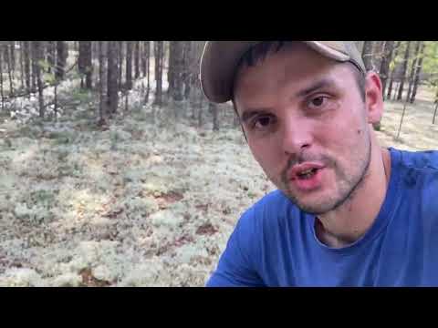 Видео: ВЫВОЖУ МЕТАЛЛ ИЗ ТАЙГИ. ОСТАВИЛ КРУПНУЮ НАХОДКУ!!!!