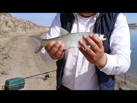 Видео: Жерих на Кукурузу, Сырдария, Байырқұм 2023 наурыз