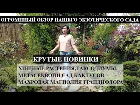 Видео: ОГРОМНЫЙ ОБЗОР ЭКЗОТИЧЕСКОГО САДА / КРУТЫЕ НОВИНКИ / Хищные растения , ТАКСОДИУМЫ, Махровая Магнолия