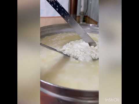 Видео: Сыр Маасдам без РН метра