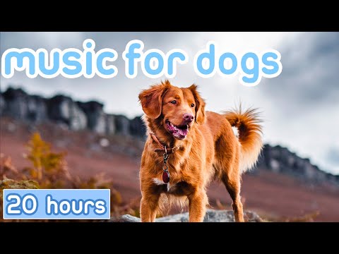 Видео: [БЕЗ РЕКЛАМЫ] Музыка для собак: тревожная музыка в часы разлуки для успокоения собак