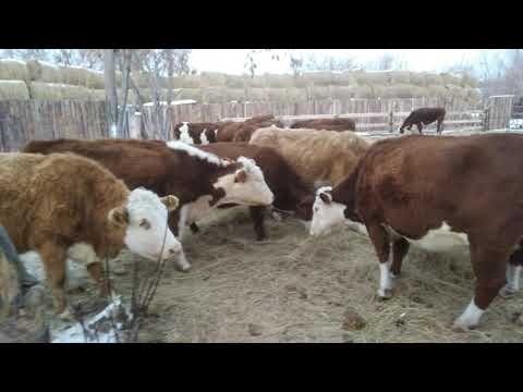 Видео: Почему животные мясного направления,чаще болеют Эмкаром.