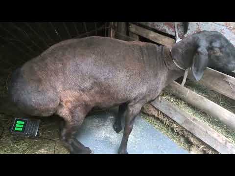 Видео: Переярка 2 года 3 месяца рост 94, вес 123 кг мой лучший результат на сегодняшний день