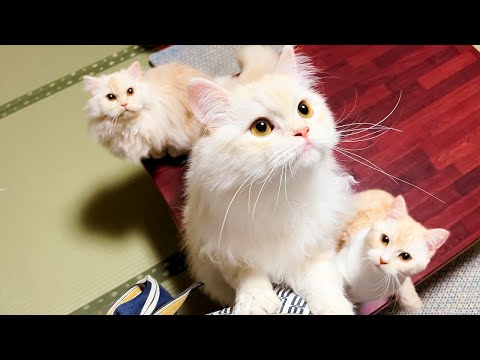 Видео: Пребывание в японском отеле для кошек с 3 кошками🐈🐈🐈💓 | Моя кошка Югавара | АСМР
