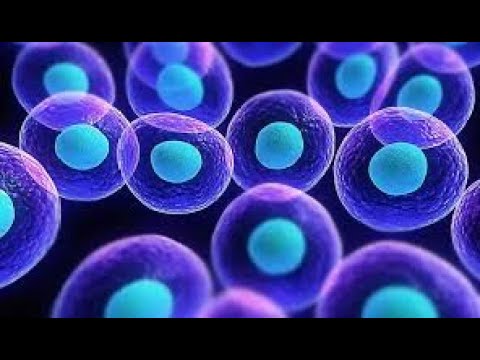 Видео: Cтволовые клетки - Посвящается Международному дню ДНК