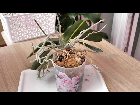 Видео: Она ко мне ВЕРНУЛАСЬ! ТАК БЫВАЕТ! ФАНТАСТИКА ИЗ НИЧЕГО.