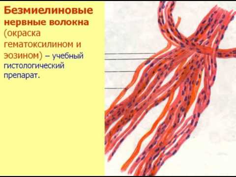 Видео: Нервная ткань-2. Видеолекция С.М.Зиматкин (10)