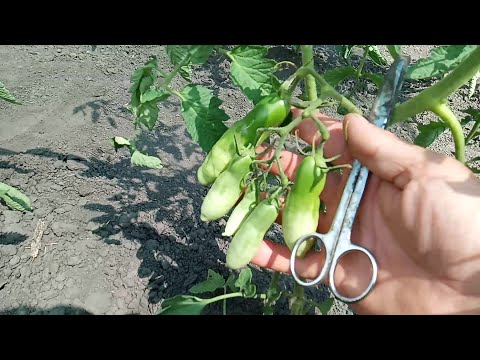 Видео: Пасинкую помідори.  Затіняюча сітка