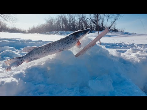 Видео: ХАПУГИ РАБОТАЮТ || МАХАЛКИ МОЛЧАТ. РЫБАЛКА ЗИМОЙ 2023