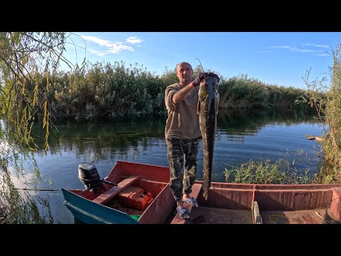 Видео: Рыбалка в дельте ИЛИ. Отлично закрыли сезон. Сом на камыш. Гигантские Змееголовы.