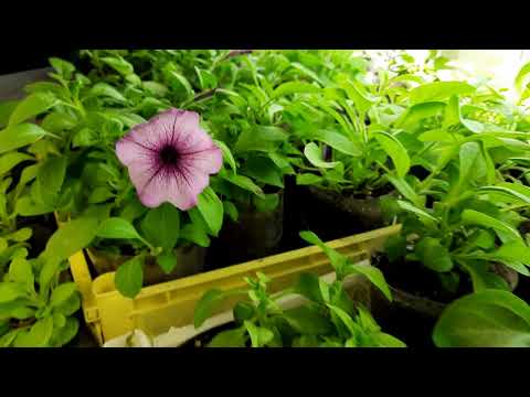 Видео: ПОЧЕМУ ПЕТУНИЯ НЕ РАСТЁТ ПУШИСТЫМ ШАРООБРАЗНЫМ ШАРИКОМ. В ЧЕМ ПРИЧИНА?