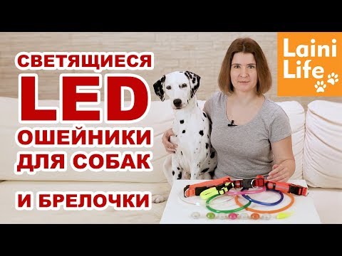 Видео: Светящиеся ошейники и брелоки для собак. Большой обзор HAUL