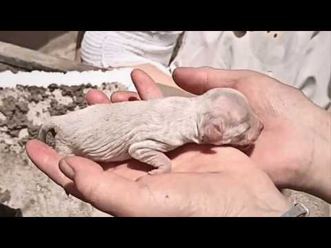 Видео: Из мусора доносился слабый лай: один щенок уже умер, другой звал всё тише...