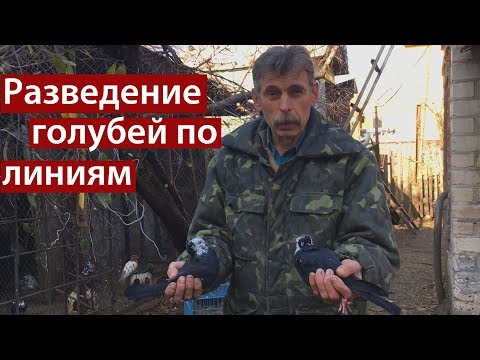 Видео: Некоторые варианты разведения голубей