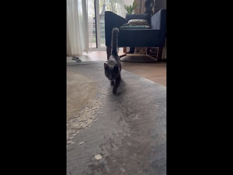 Видео: Дима Билан: Соседский котёнок пришёл в гости