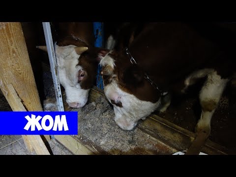 Видео: Откорм бычков для новичков: ЖОМ