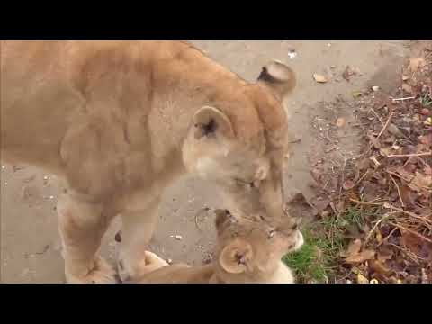 Видео: ЛЬВИЦА с малышами! СИМОН с тремя богатырями!