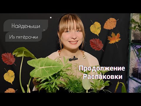 Видео: Найденыши из пятёрочки. В продолжение предыдущего видеоролика✅