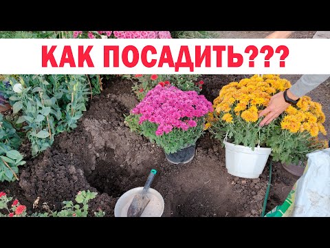 Видео: Секреты осенней посадки хризантем мультифлора (шаровидных)