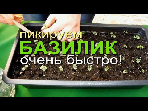Видео: БАЗИЛИК! КАК ЛЕГКО И БЫСТРО ПИКИРОВАТЬ РАССАДУ! Советы от ЗЕЛЕНОГО ОГОРОДА!