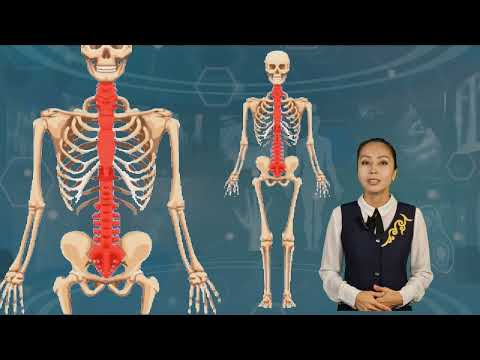 Видео: Адам қаңқасының құрылысы. Тірек-қимыл жүйесінің маңызы мен қызметі
