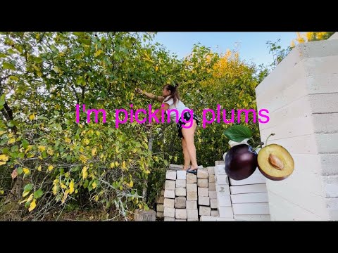 Видео: Good morning/plum picking/ day 2/ доброе утро/ собираю сливы/ день 2