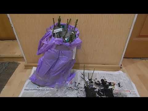 Видео: Отзыв о розах Фокино Показываю саженец