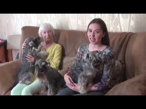 Видео: Цвергшнауцеры Инны Чернявской