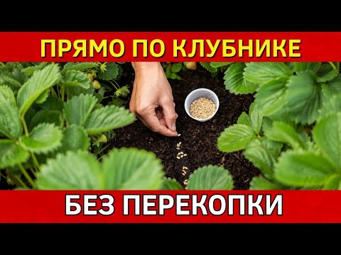 Видео: Сеем сидераты В АВГУСТЕ СЕНТЯБРЕ по клубнике для огромного урожая в следующем году #огород