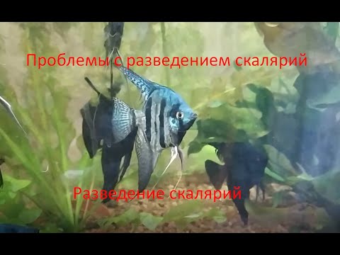 Видео: По каким причинам неопытные любители не могут получить потомство от скалярий?