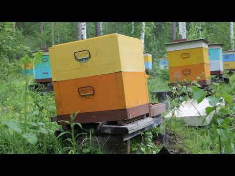 Видео: технология пчеловождения, первое расширение