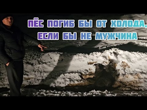 Видео: В ЛЕСУ, на обочине,  в тёмное время суток, заметить раненого и не пройти мимо мог только ЧЕЛОВЕК!