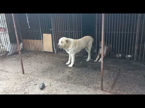 Видео: БУГАЙ АЛАБАЙ. Мы опять участвуем в выставках.